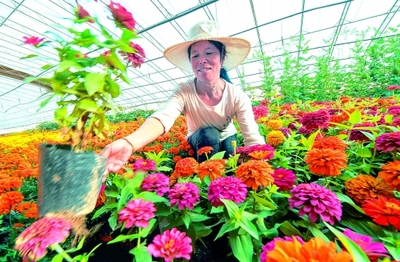 陕西:定边沃野花卉种植业迅猛发展