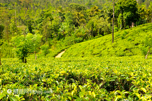 在srilank的茶叶种植园关闭新鲜绿茶叶浅的田地深处聚焦于前景