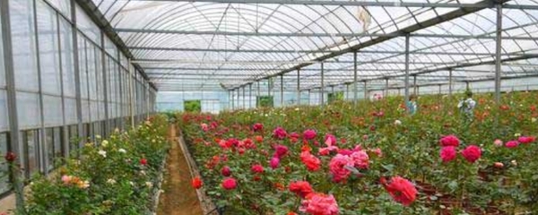 大棚花卉种植技术,根据自己的喜好选择品种