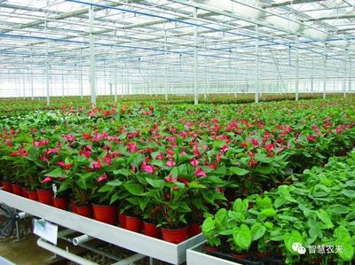 国内外花卉专业种植温室大棚的区别有哪些?